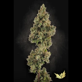 PS0428 - PARADISE SEEDS - AUTO JACK FEM | 5 SEMI