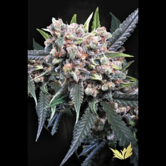 PS_auto_wappa_plant_02