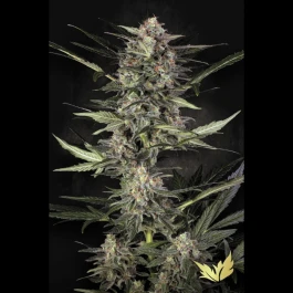 PS0529 - PARADISE SEEDS - AUTO WAPPA FEM | 3 SEMI