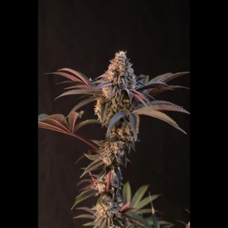 FB_lemon_cherry_runtz_fem_plant