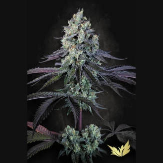 PS_purple_mints_plant