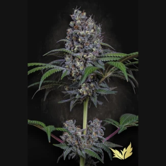 PS_sweetopia_plant