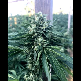 HS002F0010 - HUMBOLDT SEED ORGANIZATION - CINNAMON BUDDHA OG FEM | 10 SEMI