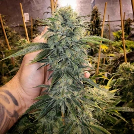 HS021F010 - HUMBOLDT SEED ORGANIZATION - GEIST OG FAST FLOWERING FEM | 10 SEMI