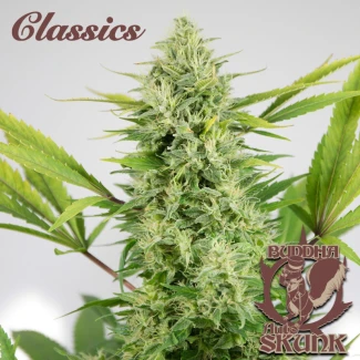 BSB_auto_skunk_classic_plant