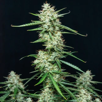 BSB-syrup_auto_plant