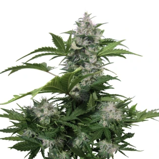 BSB_white_dwarf_auto_plant_02