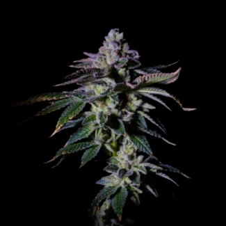 GRTF_gas_mint_fem_plant