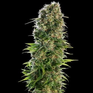 SS_hindu_kush_auto_plant