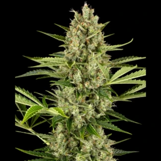 SS_jack_herer_auto_plant