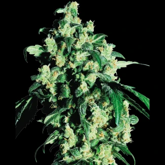 SS_super_skunk_fem_plant