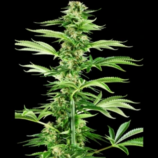 SS_honey_melon_haze_fem_plant