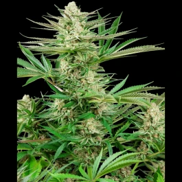 SS1530330 - SENSI SEEDS RESEARCH - MALIBU GOLD OG FEM | 3 SEMI