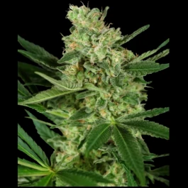 SS1530332 - SENSI SEEDS RESEARCH - PUMPKIN SPICE FEM | 3 SEMI