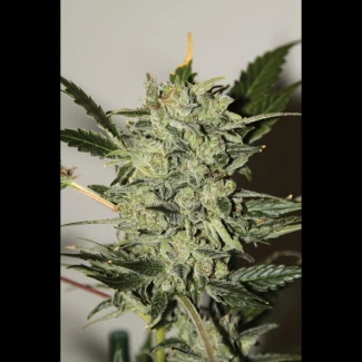 SEX_auto_ak_xxl_plant