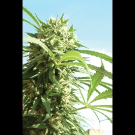 SEX024MILLE - SEEDSALAD - CRITICAL FEM | 1000 SEMI