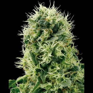 WL_pure_power_plant_fem_plant