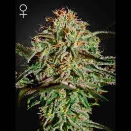 SGF1695 - GREEN HOUSE SEED CO. - AMS FEM | 5 SEMI