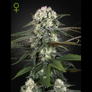 GHS_auto_bomb_fem_plant