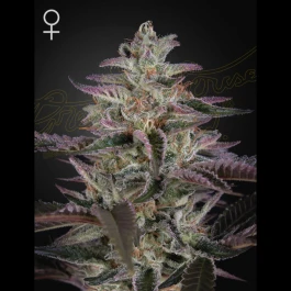GHSBK5F - GREEN HOUSE SEED CO. - BANANA KRUMBLE FEM | 5 SEMI