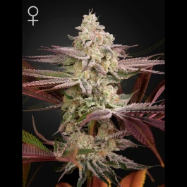 GHCHEMBR05 - GREEN HOUSE SEED CO. - CHEMICAL BRIDE FEM | 5 SEMI