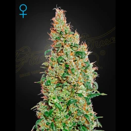 SGFF050001 - GREEN HOUSE SEED CO. - GREEN -O-MATIC AUTOFLOWERING FEM | 5 SEMI