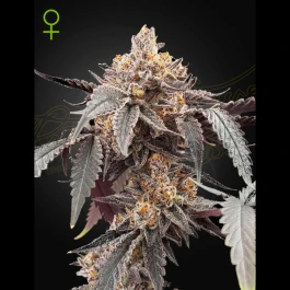 GHGXG#41A01 - GREEN HOUSE SEED CO. - GUAVA X GELATO #41 AUTOFLOWERING FEM | 1 SEME