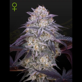 GHS_kings_kush_auto_plant