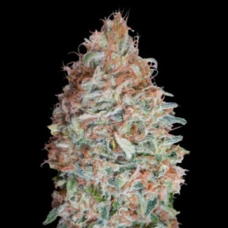 ADVSBC0003 - ADVANCED SEEDS - BANANA COOKIES FEM | 3 SEMI