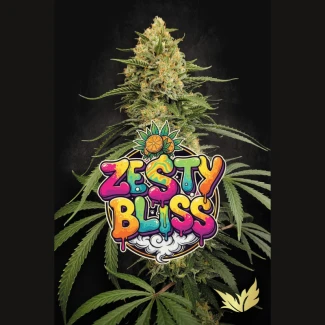 PARADISE-SEEDS-ZESTY-BLISS-FEM_plant_02