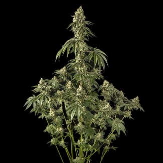 SILENT-SEEDS-PEACH-CAKE-FEM-By-COOKIES_plant_04