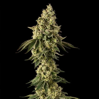 SILENT-SEEDS-PEACH-CAKE-FEM-By-COOKIES_plant_03