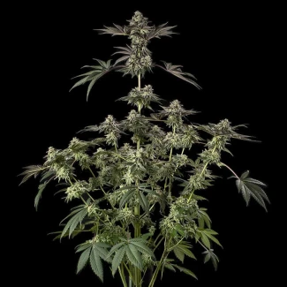 SILENT-SEEDS-SUGAR-ROCK-FEM-By-COOKIES_plant_04