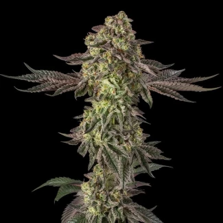 SILENT-SEEDS-SUGAR-ROCK-FEM-By-COOKIES_plant_03