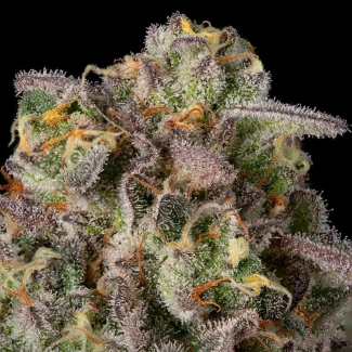 SILENT-SEEDS-SUGAR-ROCK-FEM-By-COOKIES_plant_02