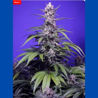 SWEET-SEEDS-PERMANENT-MARKER-XL-AUTO_plant