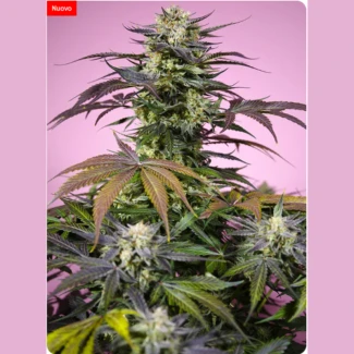 SWEET-SEEDS-GELONADE-FEM_plant