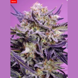 SWFVPG003 - SWEET SEEDS - PINK GUAVA F1 FAST VERSION® FEM (SWS124) | 3+1 SEMI