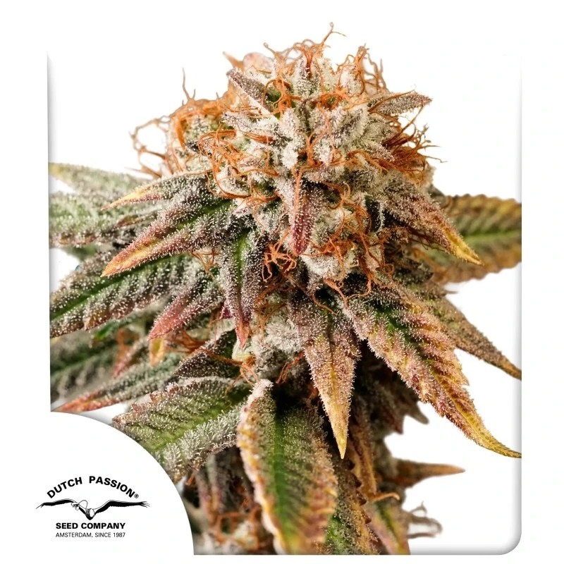 DP15532 - DUTCH PASSION - AUTO KINGSTON PUNCH FEM | 3 SEMI