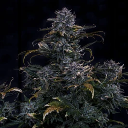MPHG4AM0003A - MEPHISTO GENETICS - 4 ASSED MONKEY AUTO FEM | 3+2 SEMI