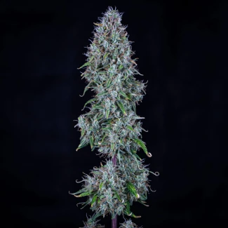 hMEPHISTO-GENETICS-HUBBABUBBASMELLOSCOPE-AUTO-FEM_plant