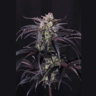 FAST-BUDS-STRAWBERRY-GORILLA-AUTO-RF3-FEM_plant_02