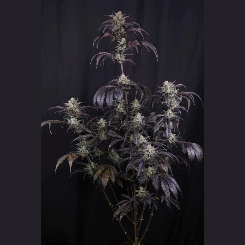 FBS003F42073 - FAST BUDS - STRAWBERRY GORILLA AUTO RF3 FEM | 3 SEMI