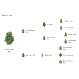 FAST-BUDS-GUAVA-SUNDAE-AUTO-FEM_graph