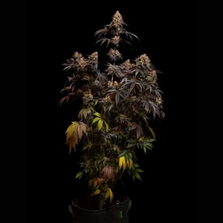 FAST-BUDS-PAPAYTON-FEM_plant