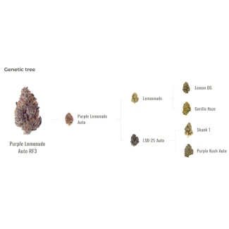FAST-BUDS-PURPLE-LEMONADE-AUTO-RF3-FEM_graph