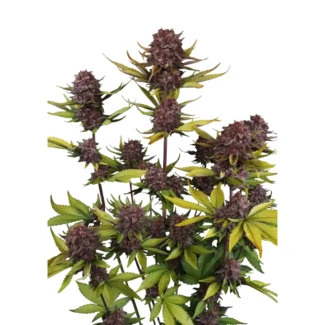 FAST-BUDS-PURPLE-LEMONADE-AUTO-RF3-FEM_plant