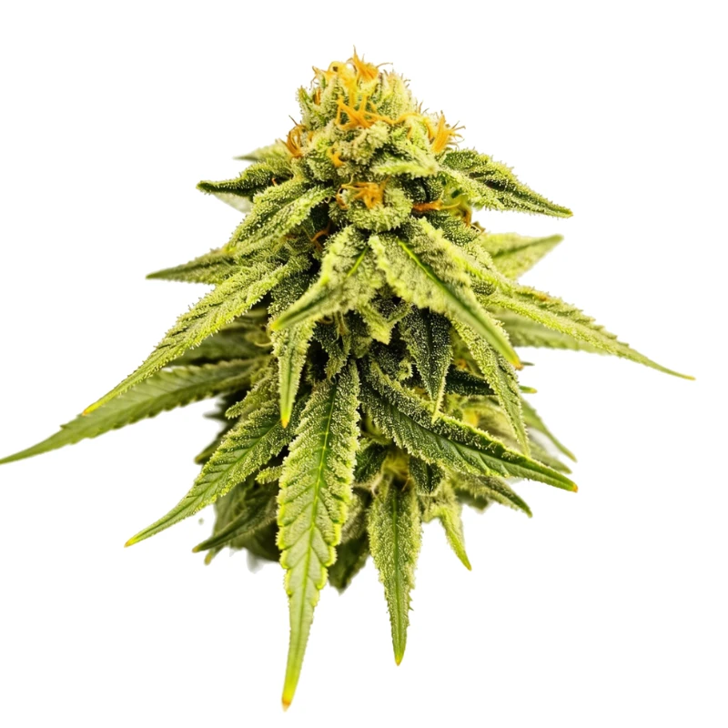 GRTFONE007-005 - GRATEFUL SEEDS - MELTED HEADZ FEM (ONE SHOT EDITION) | 5 SEMI