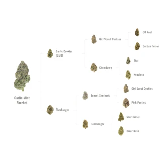 FAST-BUDS-GARLIC-MINT-SHERBET-FEM_graph
