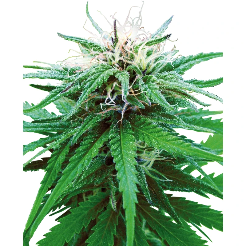 SS1500034 - SENSI SEEDS BANK - RUDERALIS INDICA REG | 10 SEMI